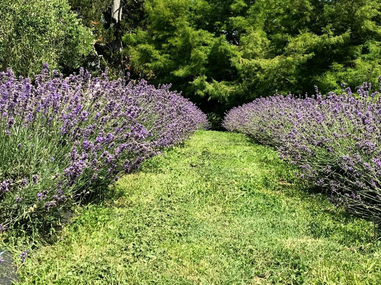 مبيت وإفطار Riverhead Lavender Hill المظهر الخارجي الصورة
